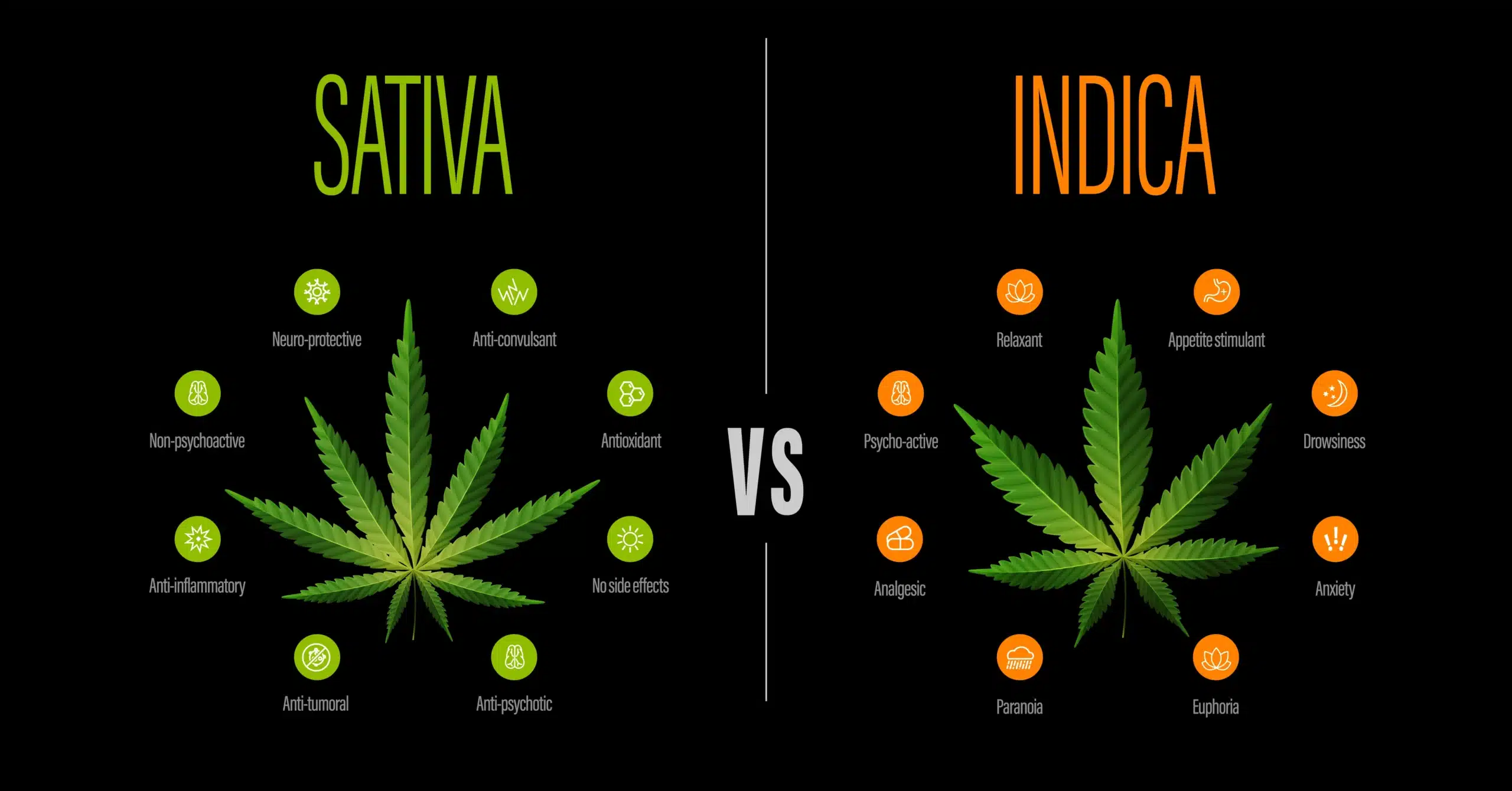 Sativa vs Indica Gummies: Finding the Perfect Balance of THC and CBD in 2024